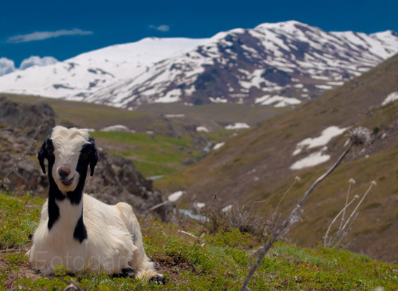 goat on hills