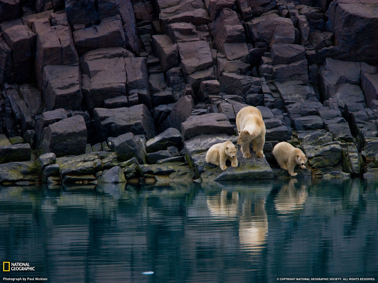 Polar Bear, Cubs and Svalbard, Norway
