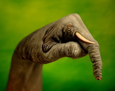 Elephant Illusion