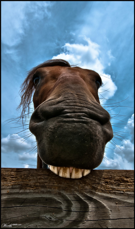 Horse Bite - Crazy Pictures