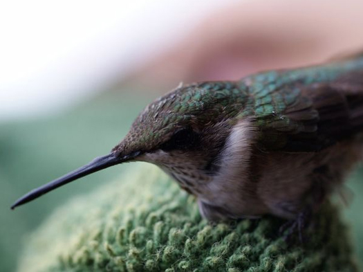 Pictures of Hummingbirds