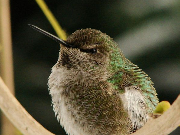 Pictures of Hummingbird