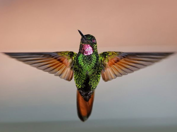 Hummingbirds Photo