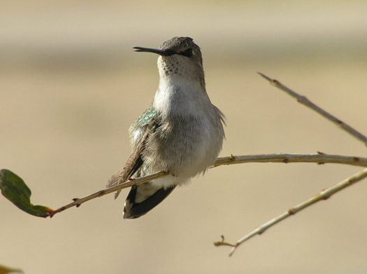 Picture of Hummingbird