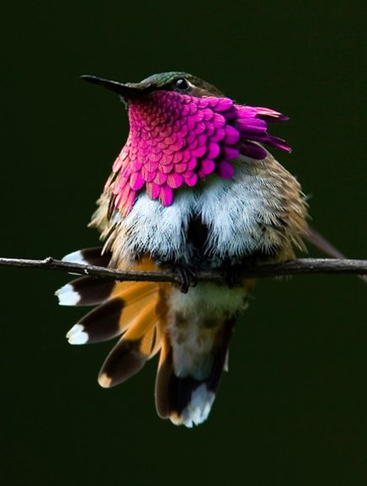 Photos of Hummingbirds