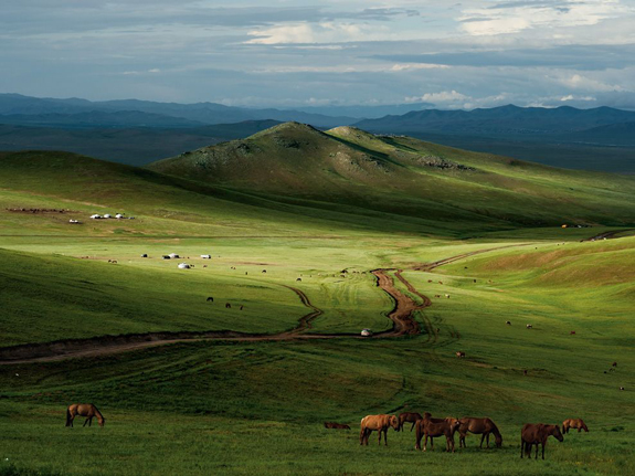 Horses, Mongolian Steppe