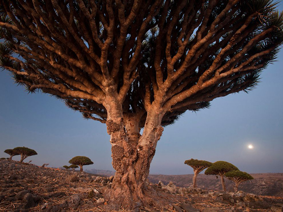 Dragon’s Blood Trees, Socotra